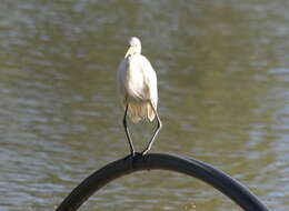 Image of Intermediate Egret