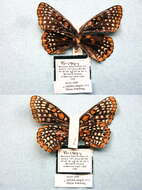 Image of Baltimore Checkerspot