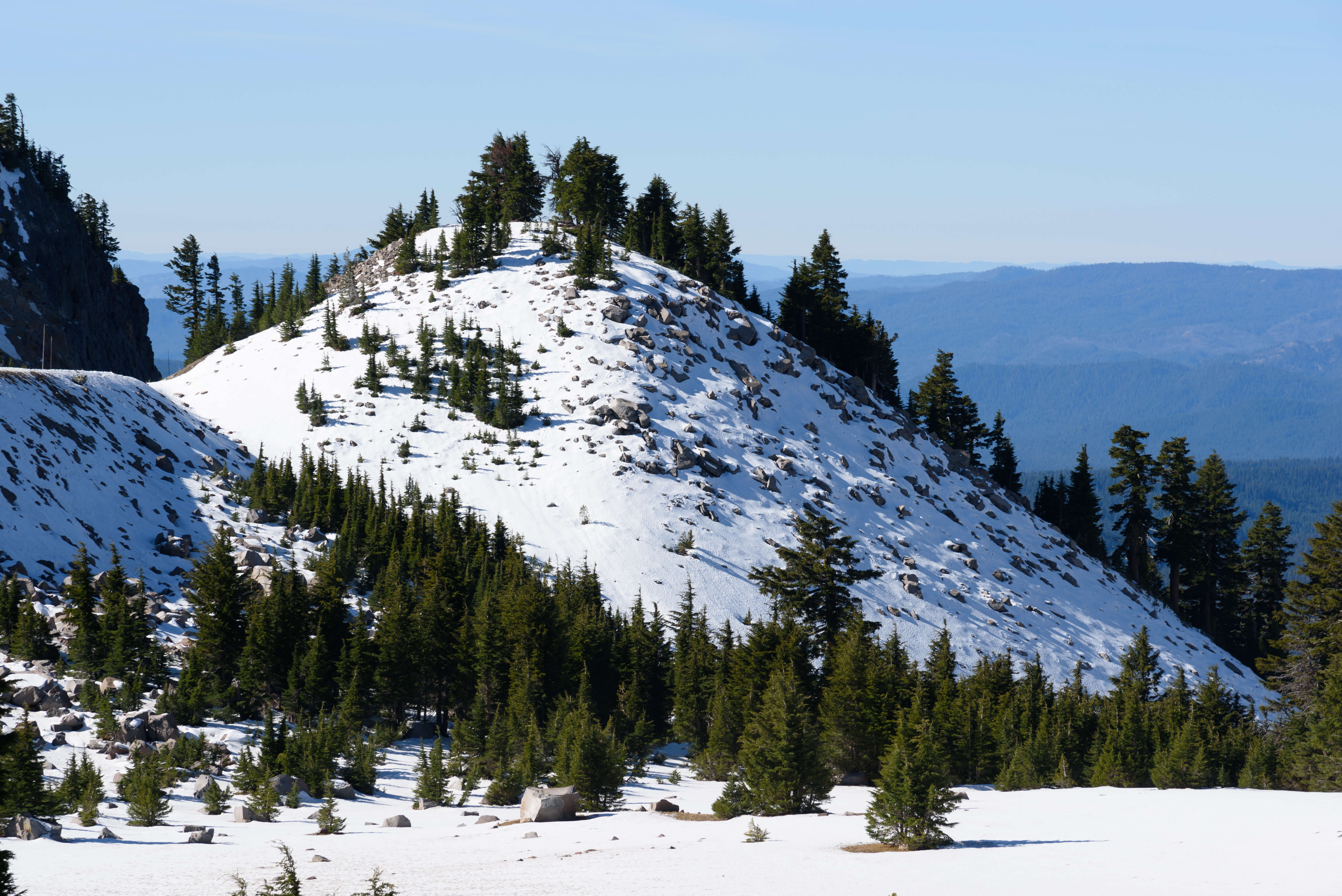 Image of Mountain Hemlock