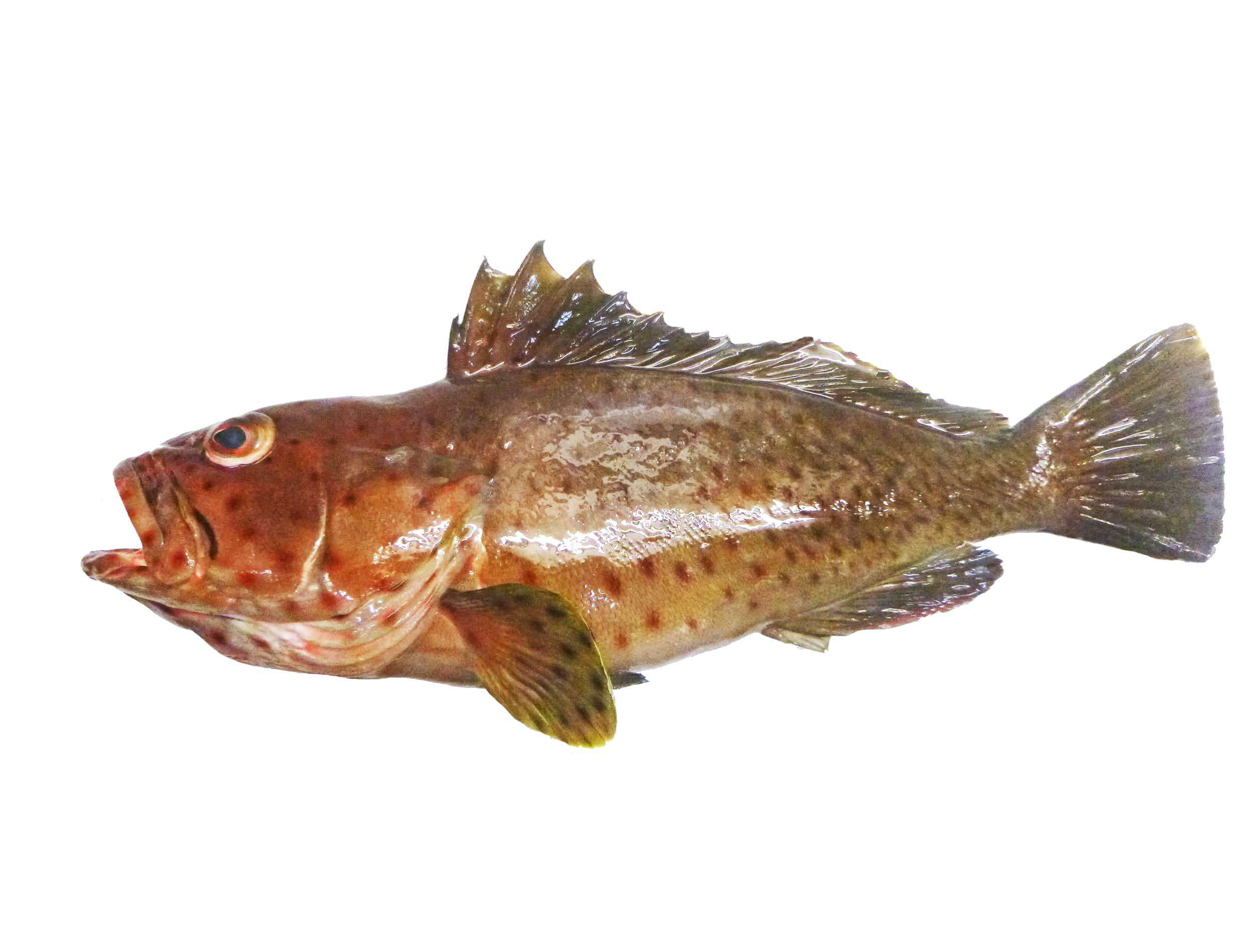 Image of Long-spine Rock Cod