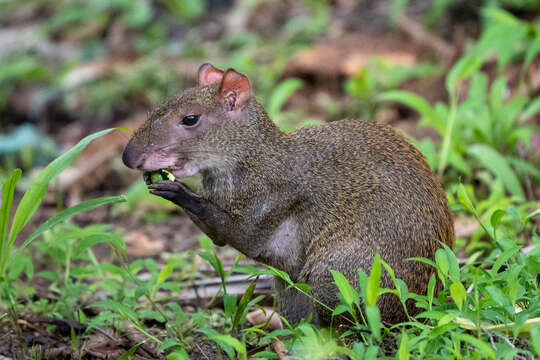 Image of Central American Agouti