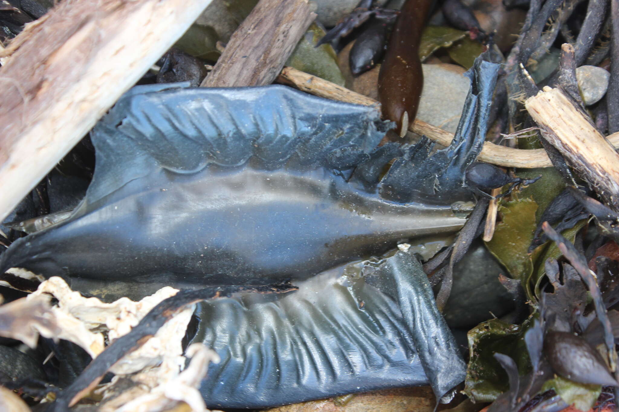 Image of Elephant Fish