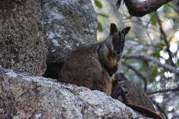 Image of Brush-tailed Rock Wallaby