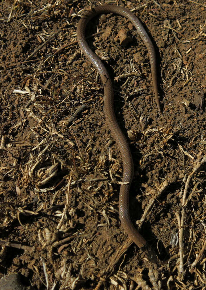 Image of Black-headed Centipede Eater