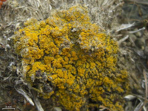 صورة Candelariella aggregata M. Westb.