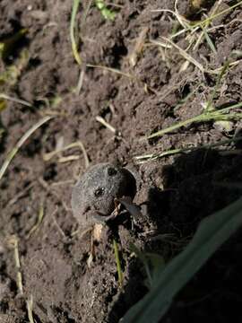 Image of Black Rain Frog