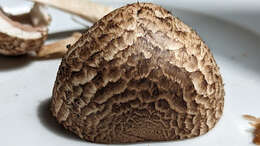 Image of Tufted Wood Mushroom