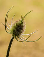 Image of Dipsacus fullonum