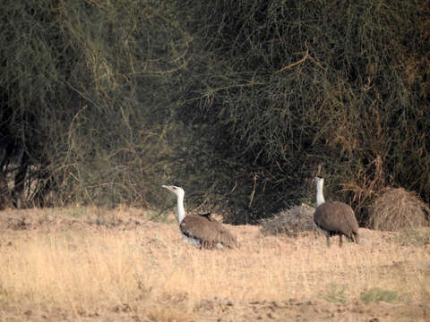 Image of Great Indian Bustard