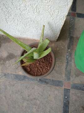 Image of Aloe vera