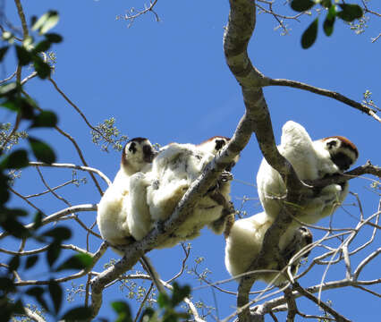 Image of Verreaux's Sifaka