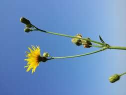 Plancia ëd Sonchus arvensis L.