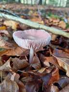 Image of Mycena rosea Gramberg 1912