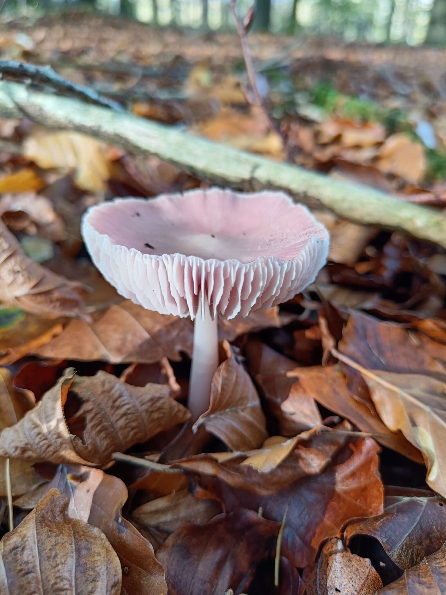 Image of Mycena rosea Gramberg 1912