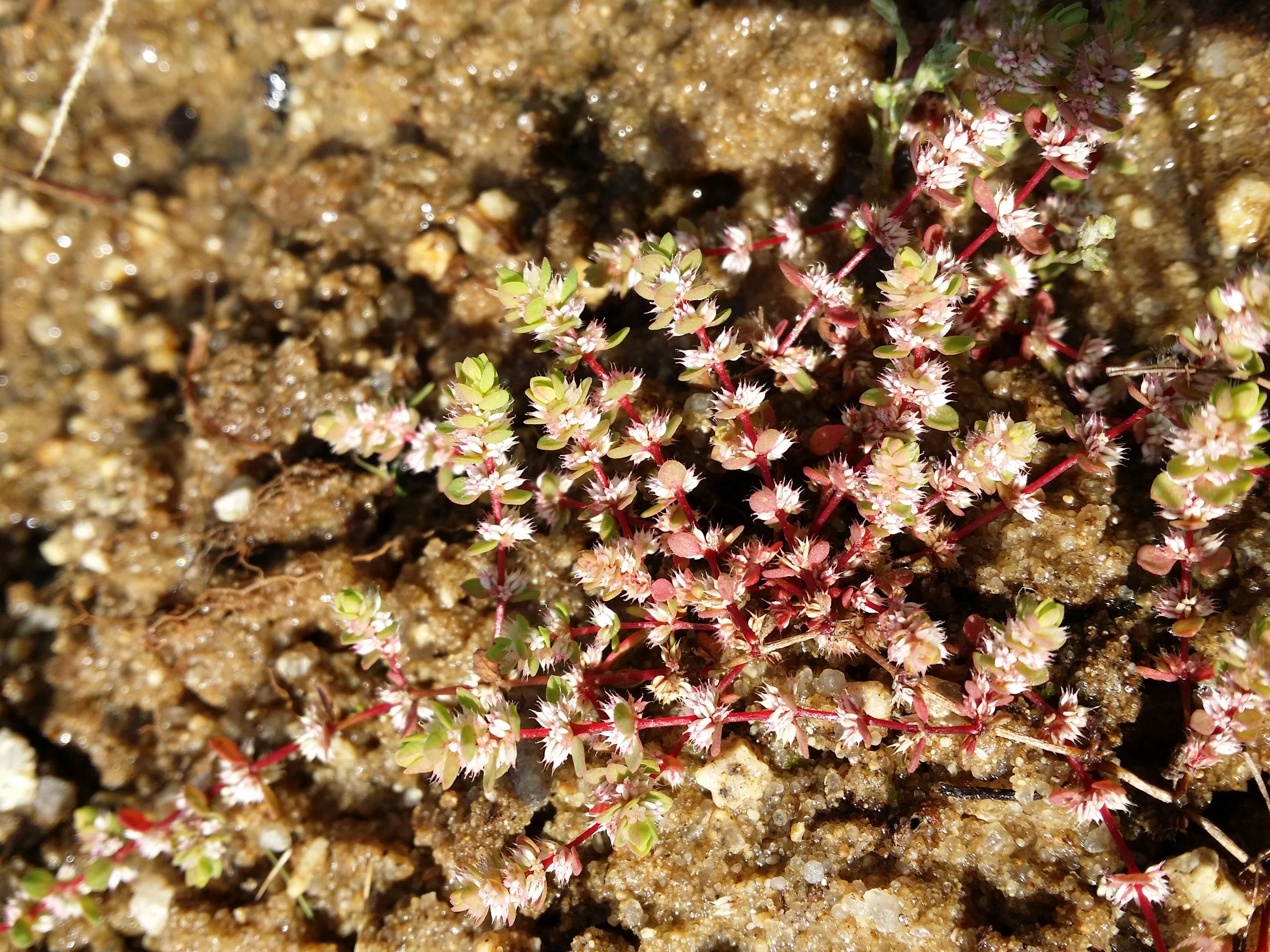 Image of Coral-necklace