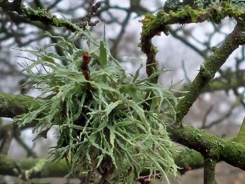 Image of farinose cartilage lichen