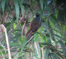 Image of Black-eared Hemispingus