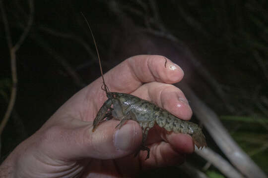 Image of Paranephrops planifrons White 1842