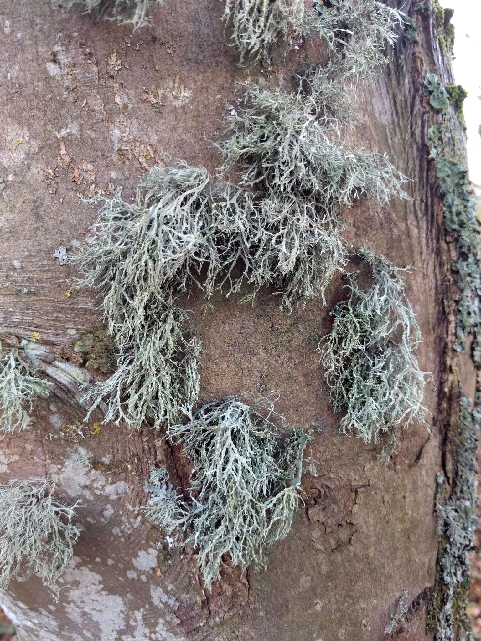 Imagem de Ramalina farinacea (L.) Ach.