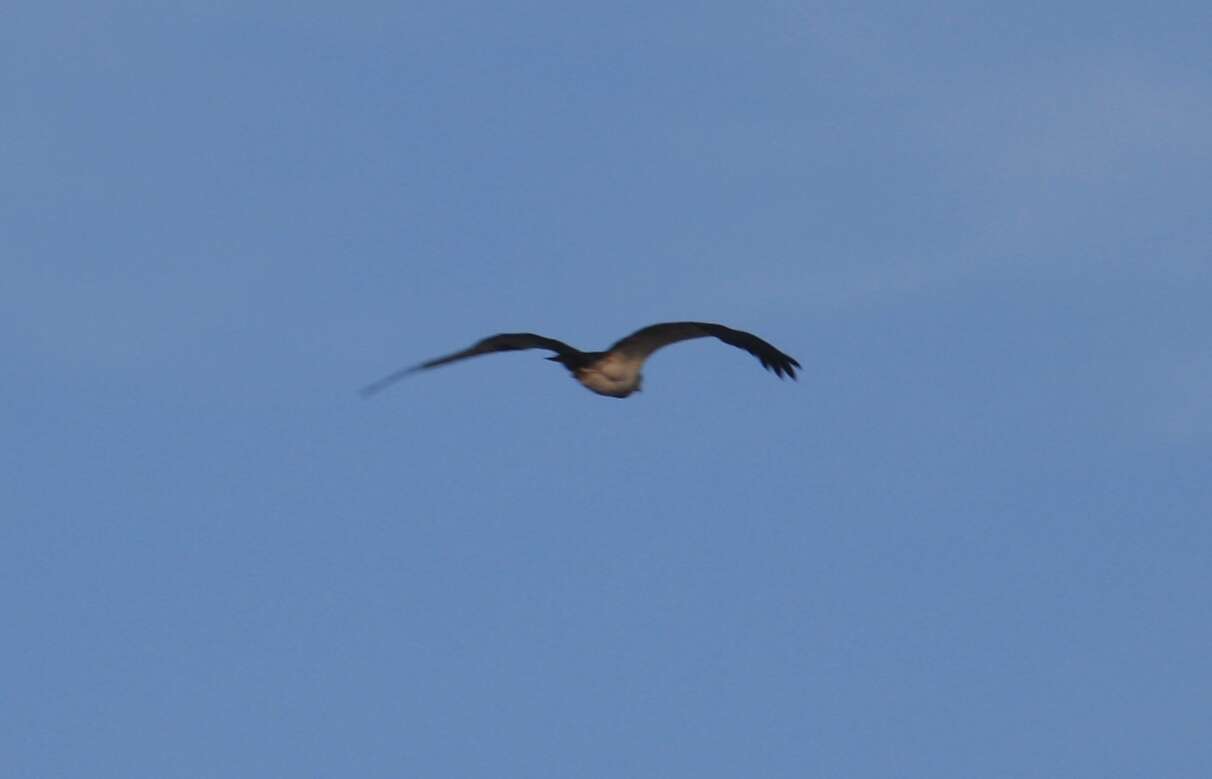 Image of Eastern Osprey