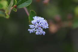 Image of woolyleaf ceanothus