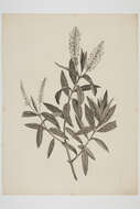 Image de Veronica salicifolia G. Forster