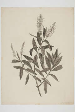 Image of Veronica salicifolia G. Forster