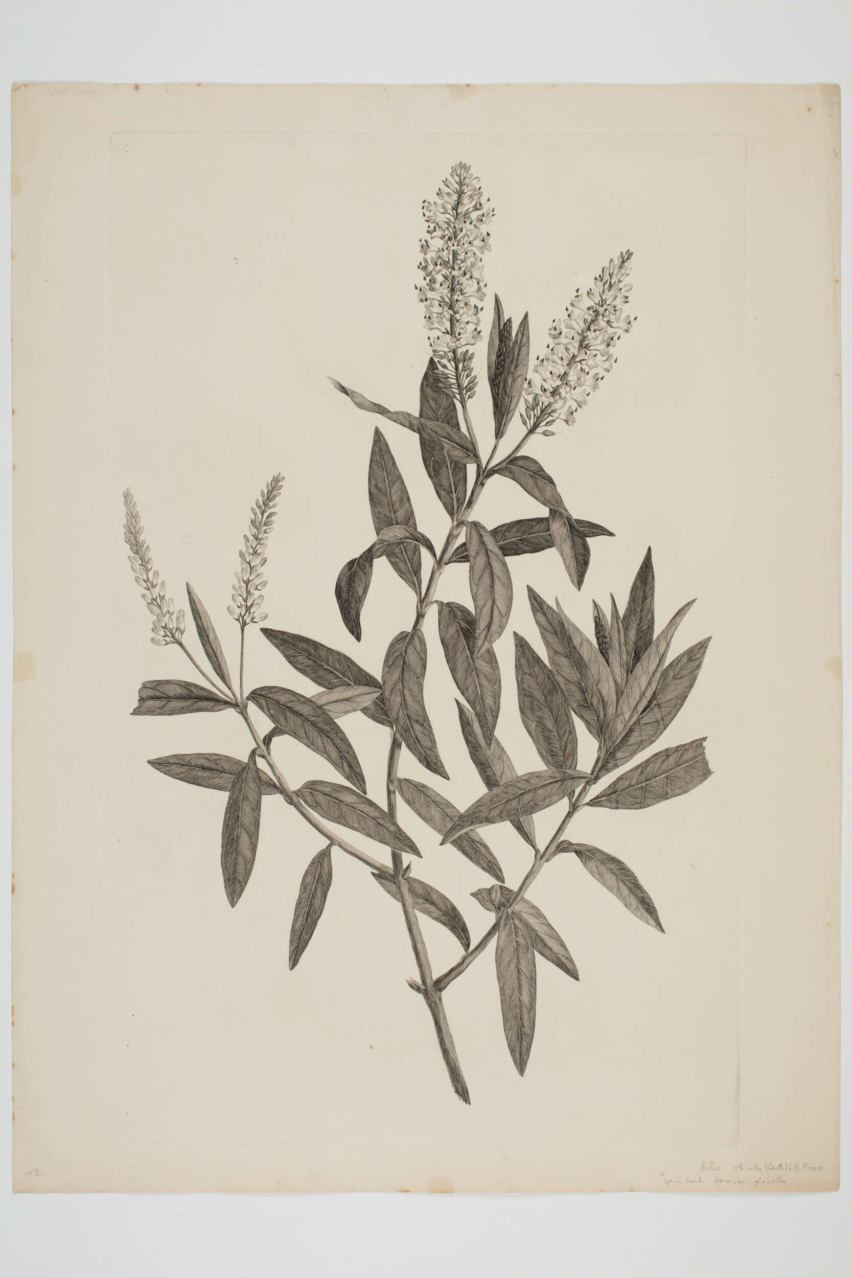 Image de Veronica salicifolia G. Forster