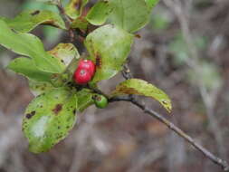 Image of Alseuosmia quercifolia A. Cunn.