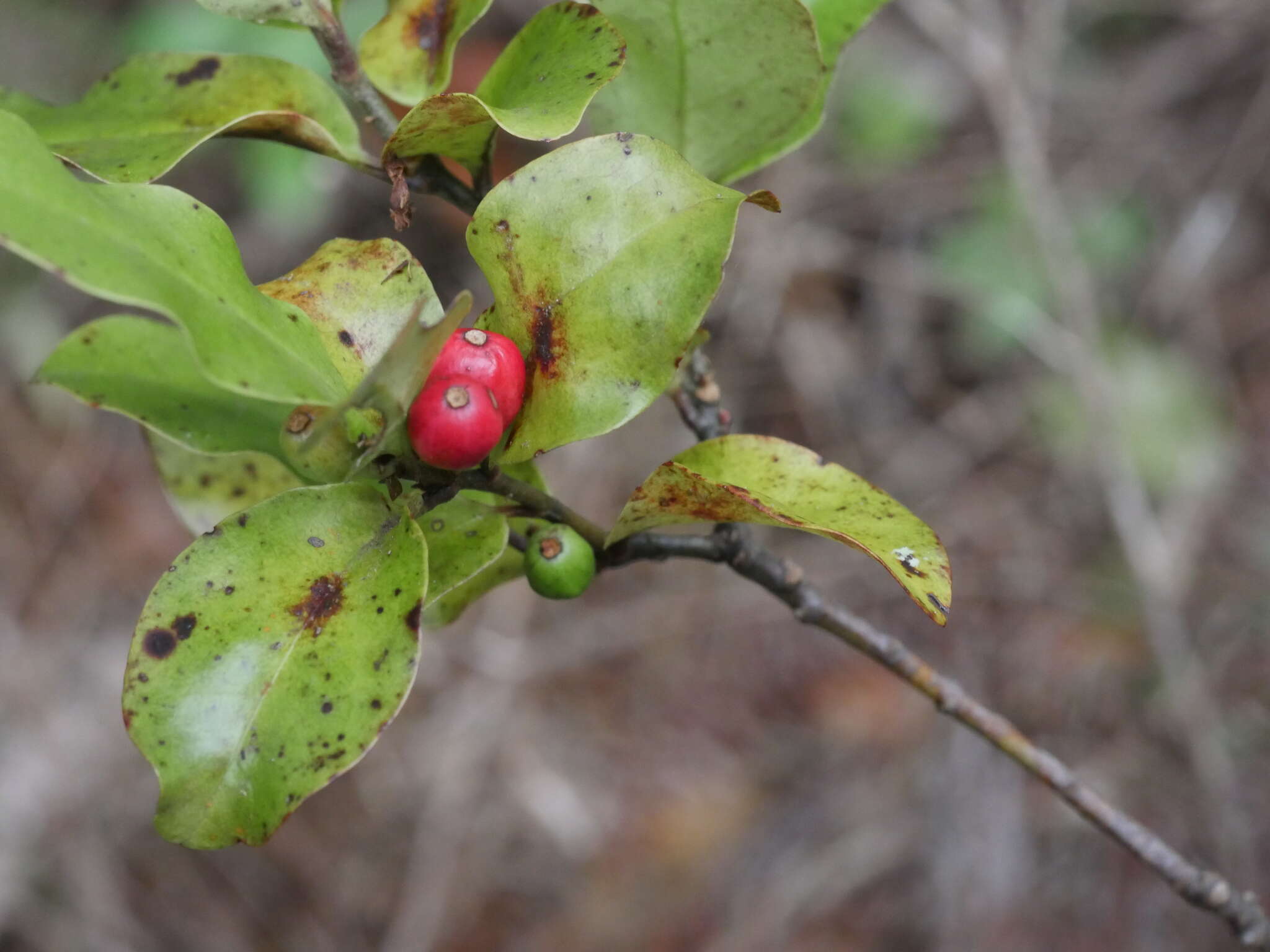 Image of Alseuosmia quercifolia A. Cunn.