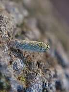 Image of Ligurian Leafhopper