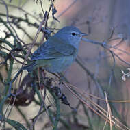 Image of Orange-crowned Warbler