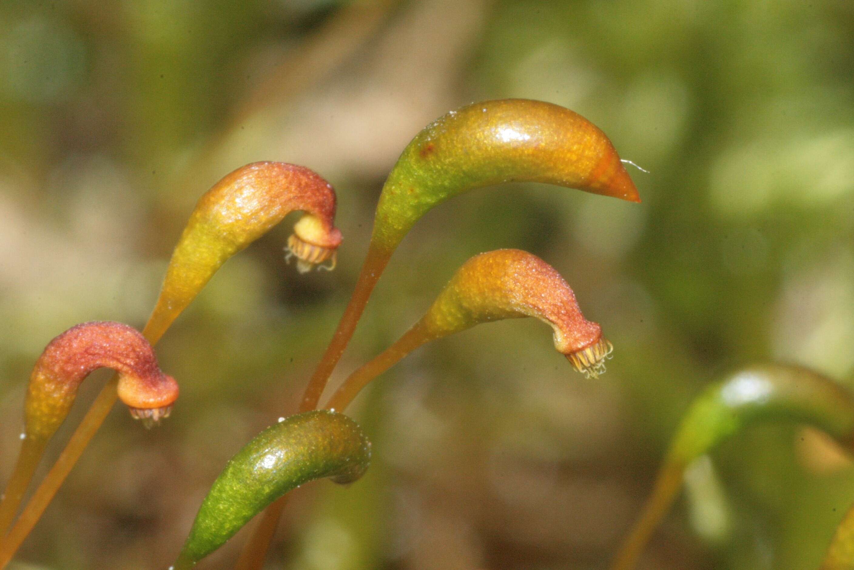 Image of calliergonella moss