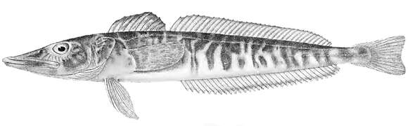 Image of Northern icefish