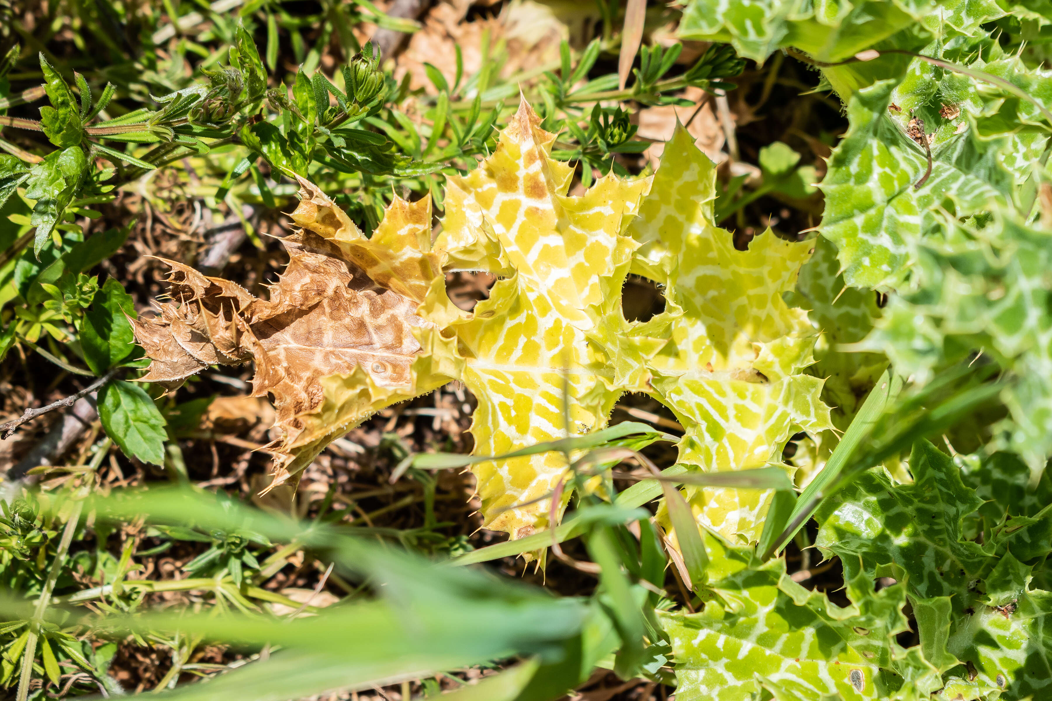 Image of Milk thistle