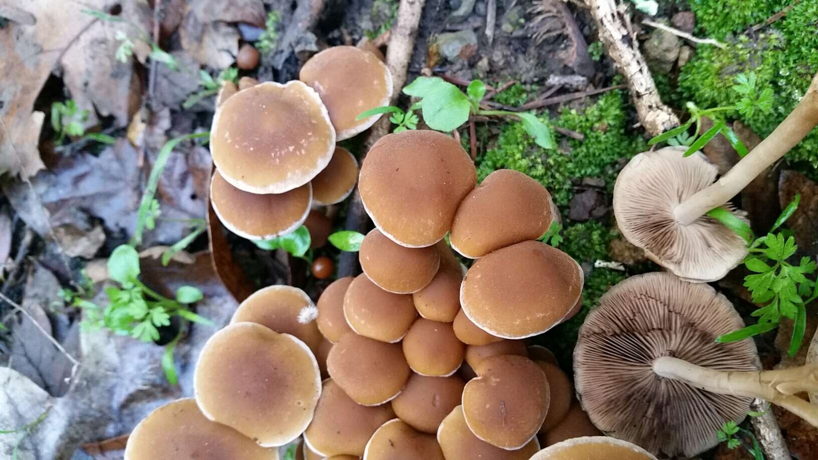 Image of Psathyrella piluliformis (Bull.) P. D. Orton 1969