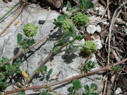 Image of Tifton burclover