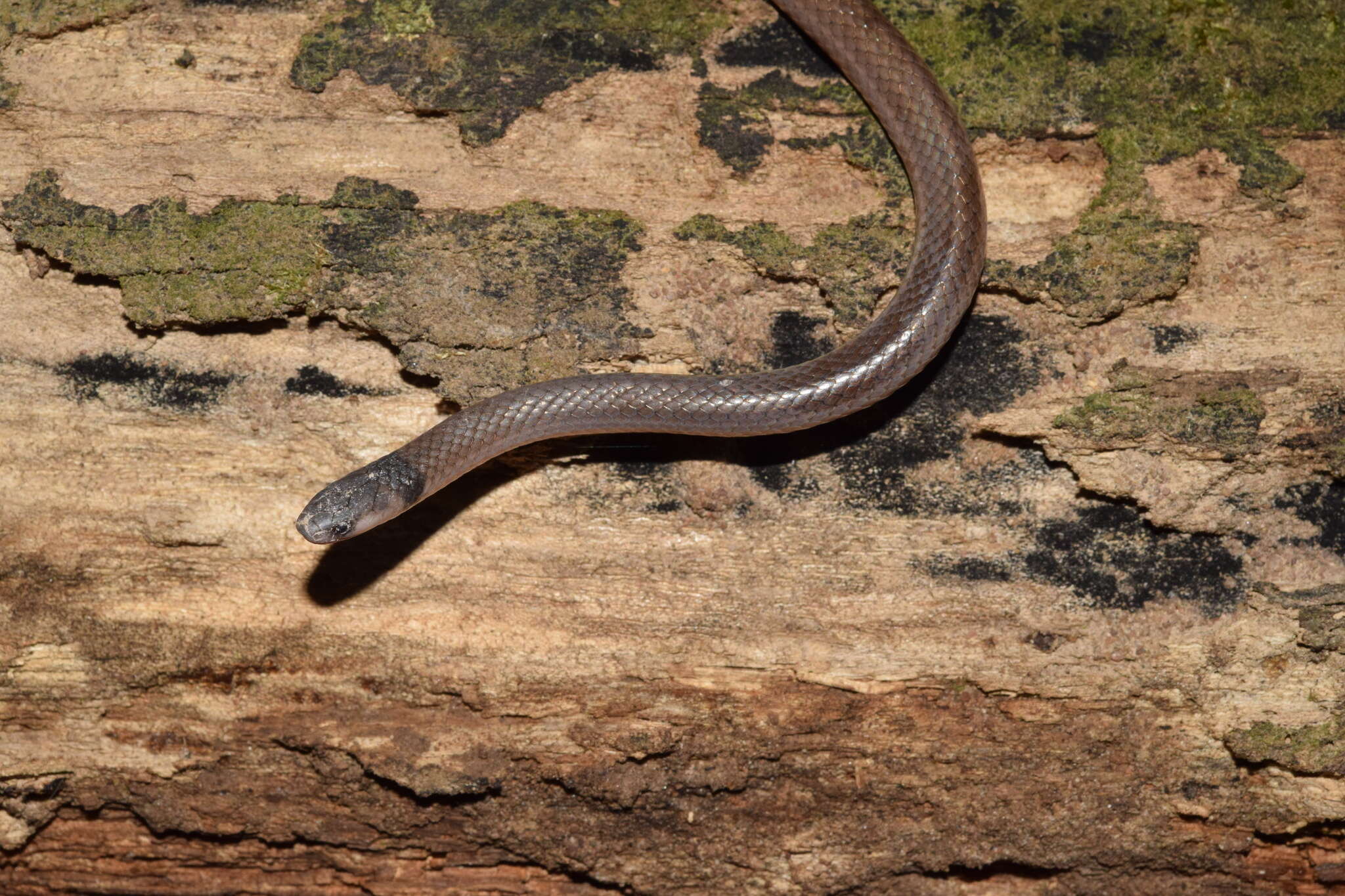 Image of Black-headed Centipede Eater