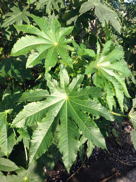 Image of <i>Ricinus communis</i>