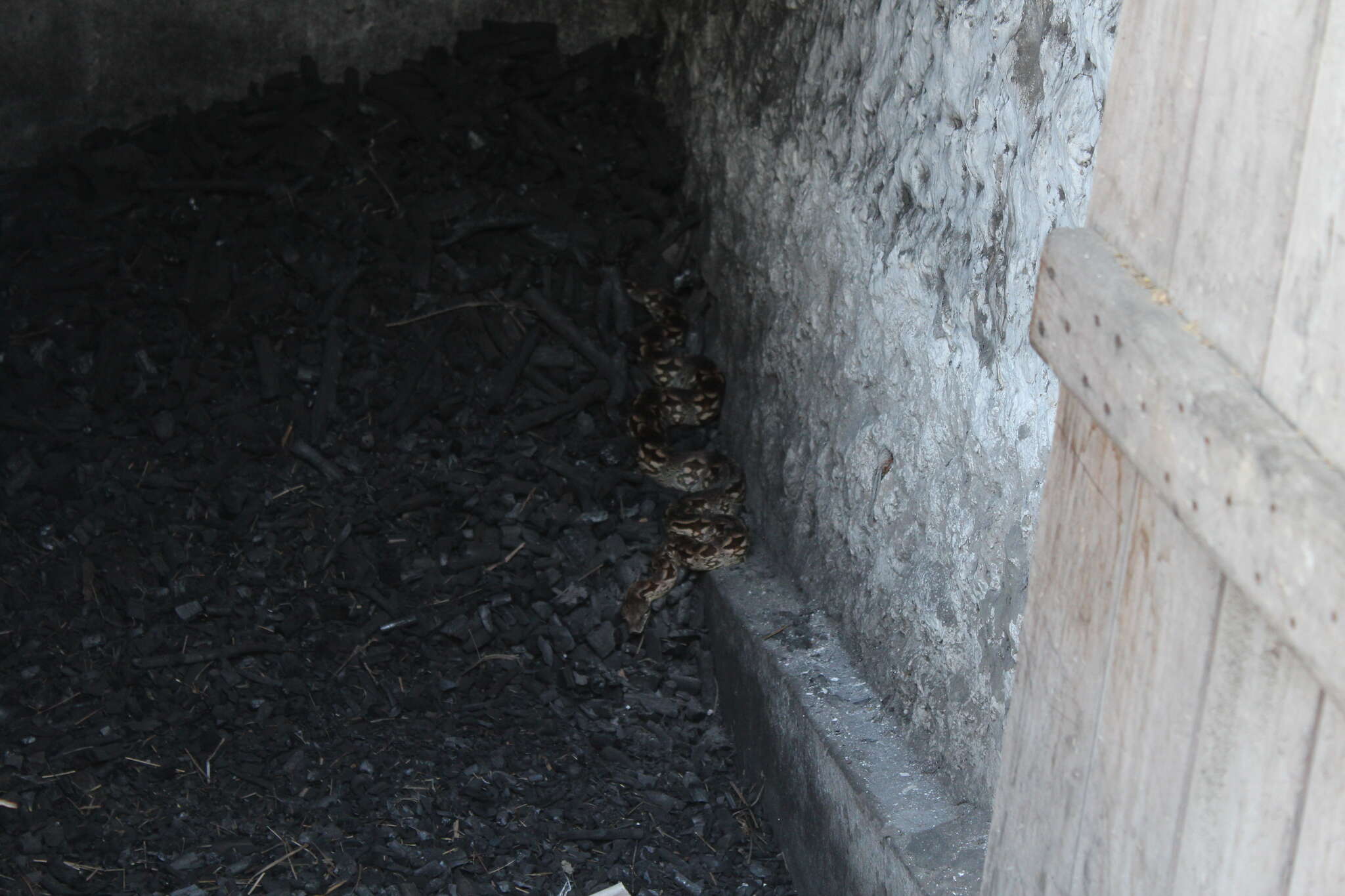 Image of Dumeril's Boa