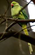 Image of Ring-necked Parakeet