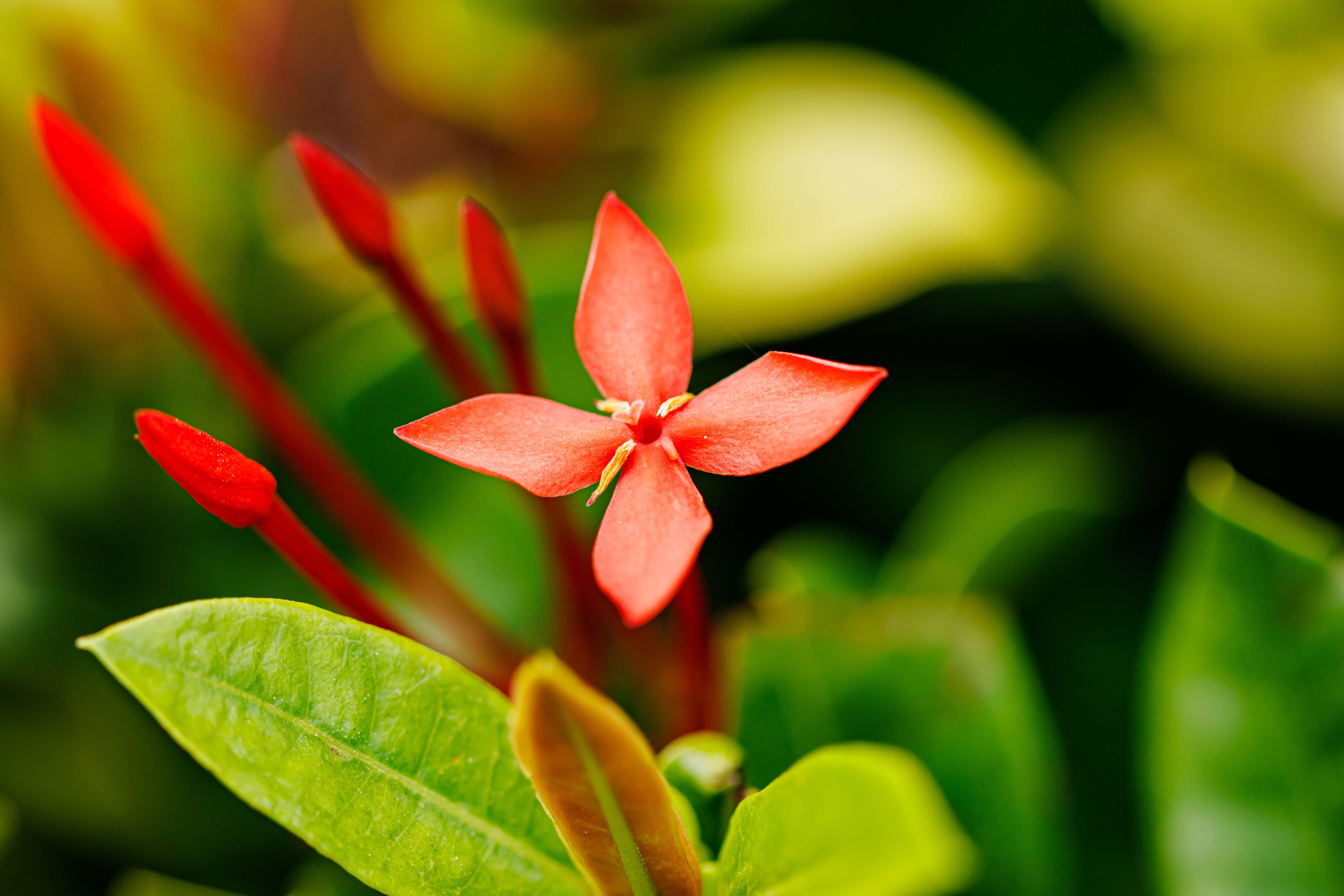 Ixora chinensis Lam. resmi