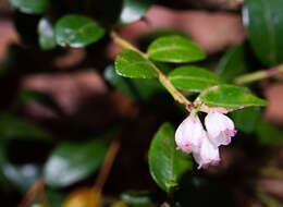 Gaylussacia brachycera (Michx.) Torr. & Gray ex A. Gray的圖片