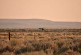 Image of Gunnison sage-grouse; greater sage-grouse