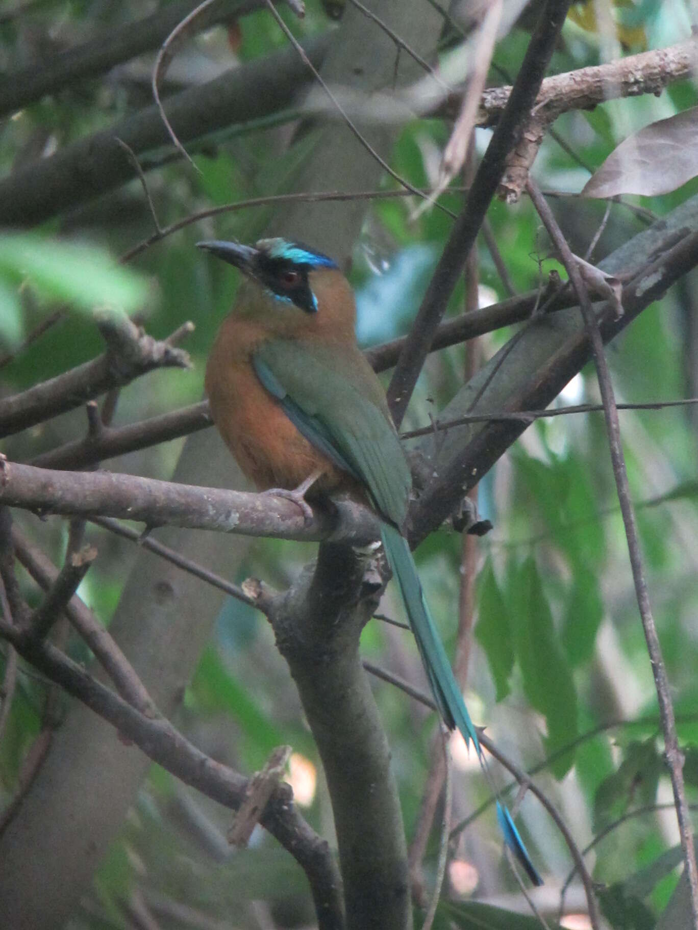 Image de Motmot caraïbe