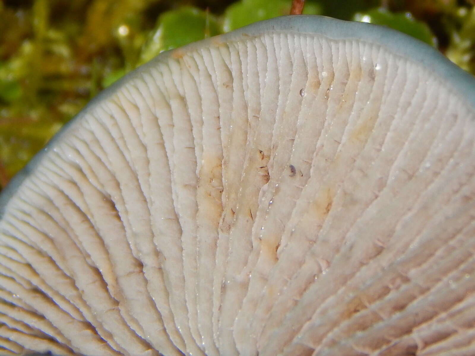 Image of Stropharia caerulea Kreisel 1979