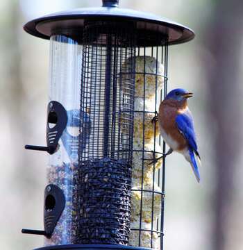 Image of Eastern Bluebird