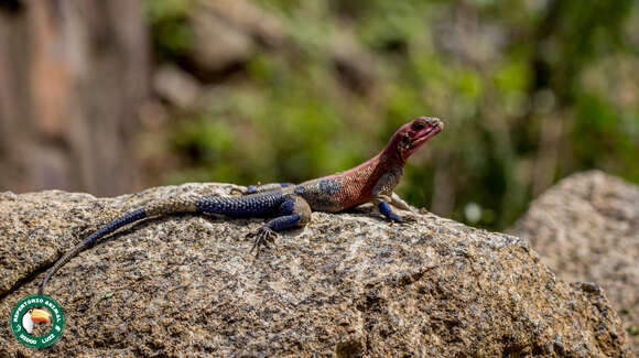 Image of Mwanza Flat-headed Rock Agama