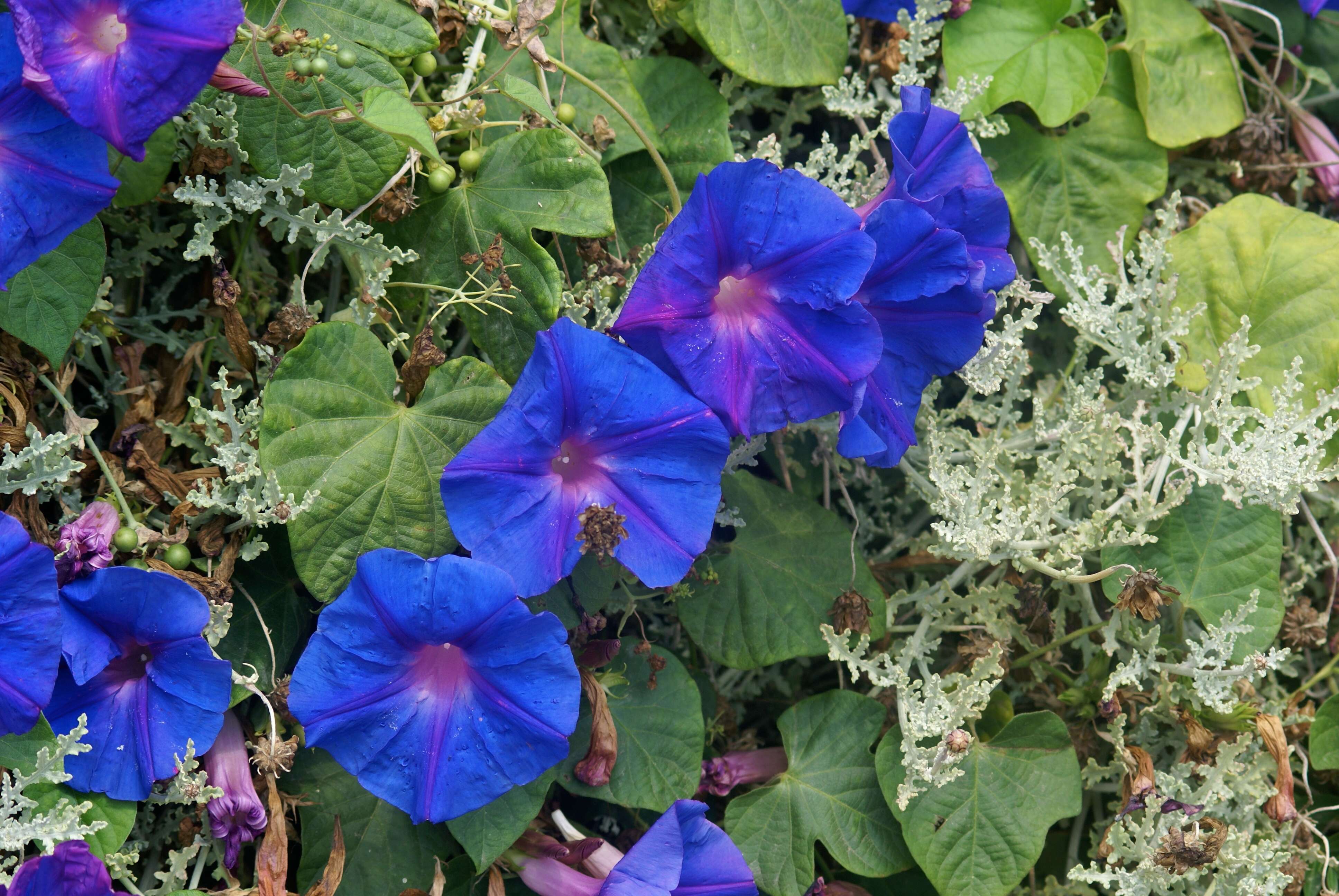 Sivun Ipomoea indica (J. Burman) Merr. kuva