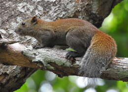 Image of Gray-bellied Squirrel